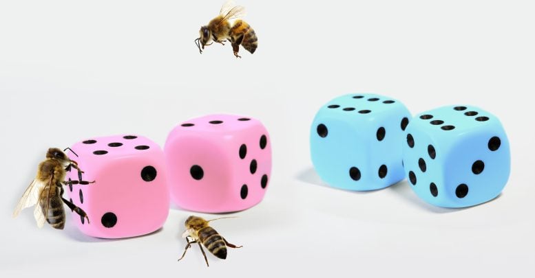 Determining the Sex of Bees