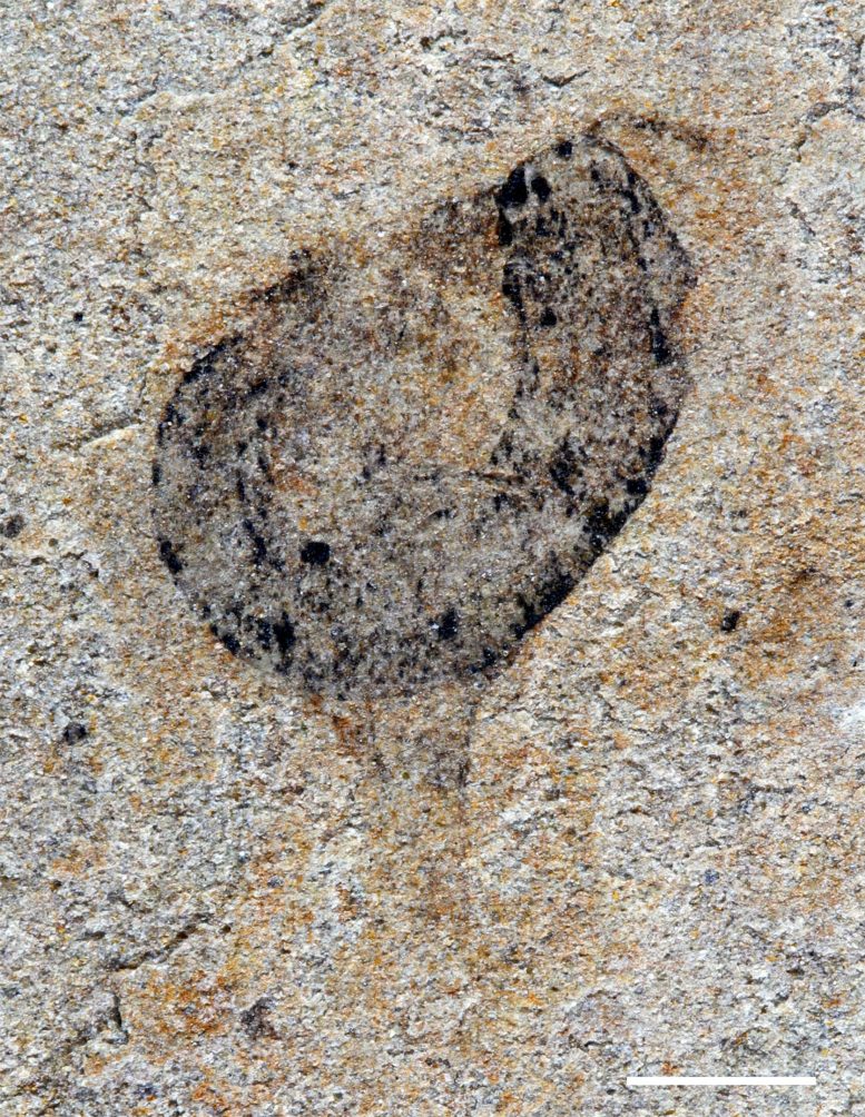 Deuterostome Cambroernid Fossil