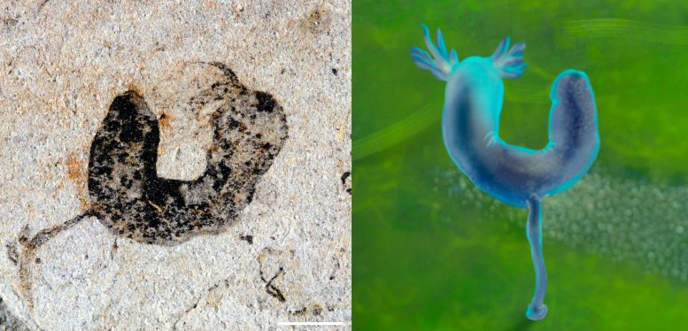 Deuterostome Cambroernid Fossil From Jiangchuan Biota