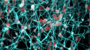 Developing Young Human Neurons