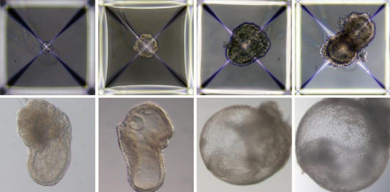 Development of Synthetic Mouse Embryo Models