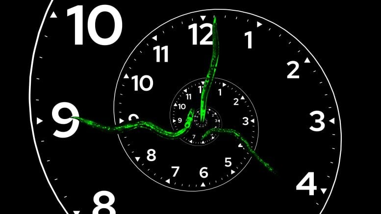 Scientists Discover a Biological Clock Unlike Anything Seen Before