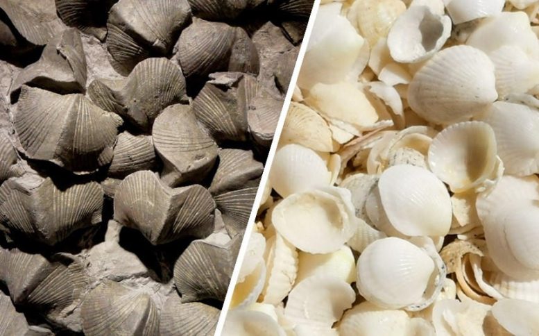 Se ha respondido a una pregunta de larga data: cómo las extinciones masivas allanaron el camino para las almejas y las ostras.