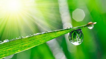 New Research Challenges Conventional Wisdom on Wet Surface Adhesion