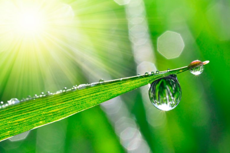 Dew Drops Water Leaf Sunlight