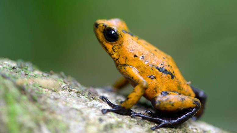 Diablito Poison Dart Frog (Oophaga sylvatica)