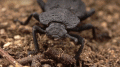 Diabolical Ironclad Beetle