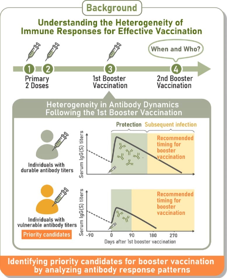 Diagram Showing Antibody Response Patterns After COVID 19 Boosters