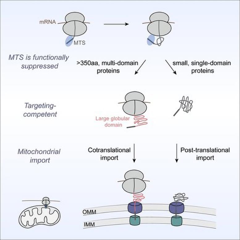 Diagram yang menunjukkan impor protein protein mitokondria translasi dan pasca -translasi