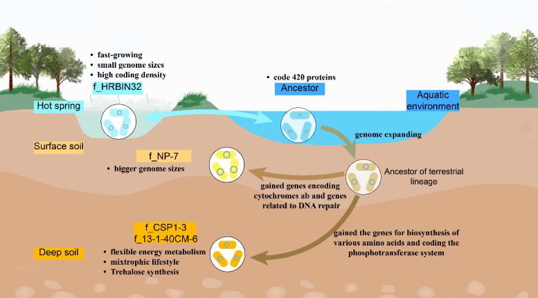 Diagram Showing the Evolutionary History From an Aquatic Organism and Adaptive Traits of CSP1 3 Phylum