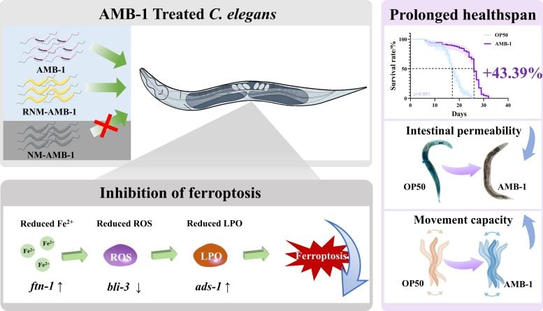 Diagram of AMB 1 Effects in C. elegans