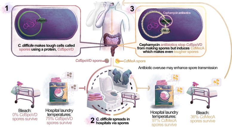 Diagram of Antibiotic Resistant C. difficile Spore Transmission