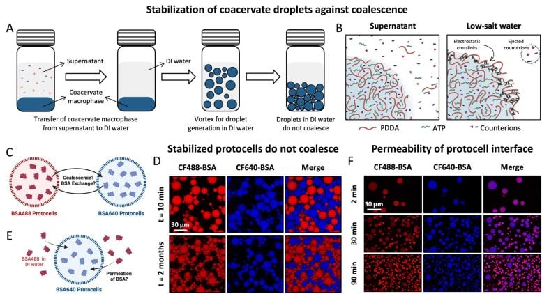 Diagram of Coacervate Droplets Against Coalescence