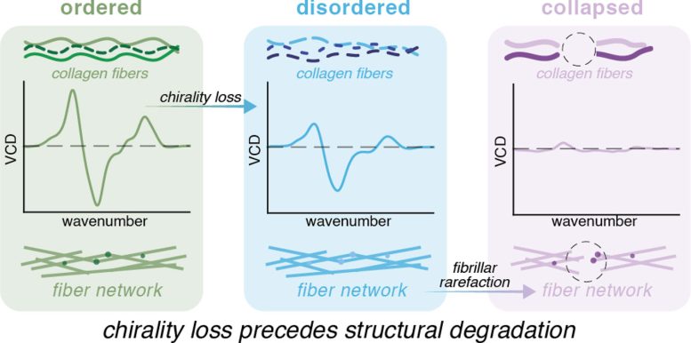 Diagram of Collagen Chirality Loss