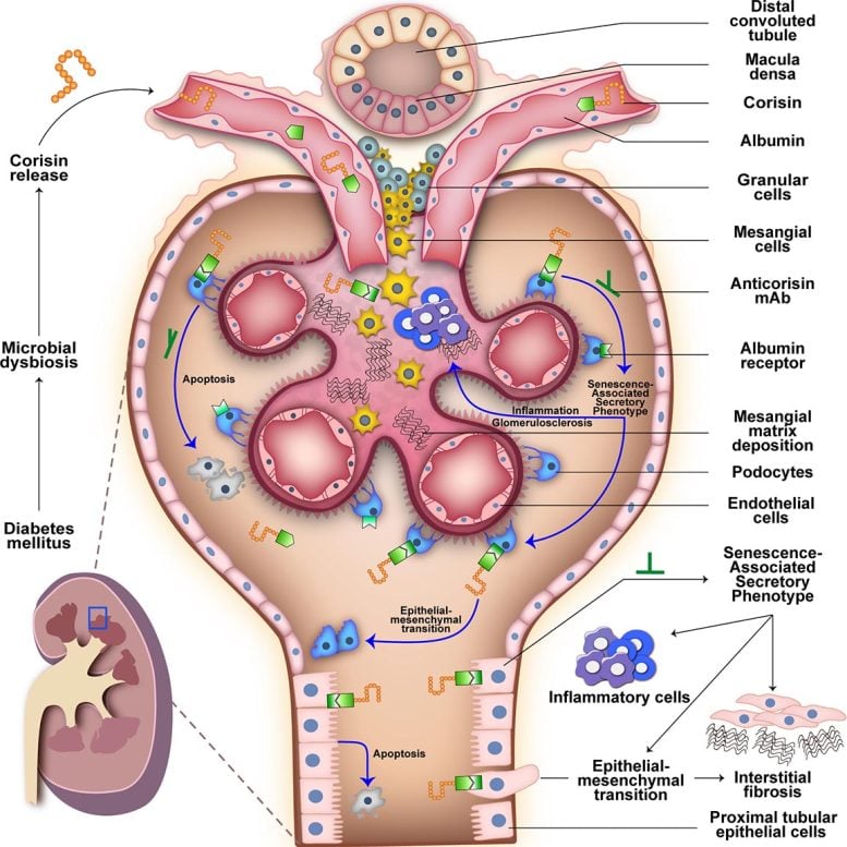 Diagram kerusakan sel ginjal yang dimediasi oleh corisin dan fibrosis