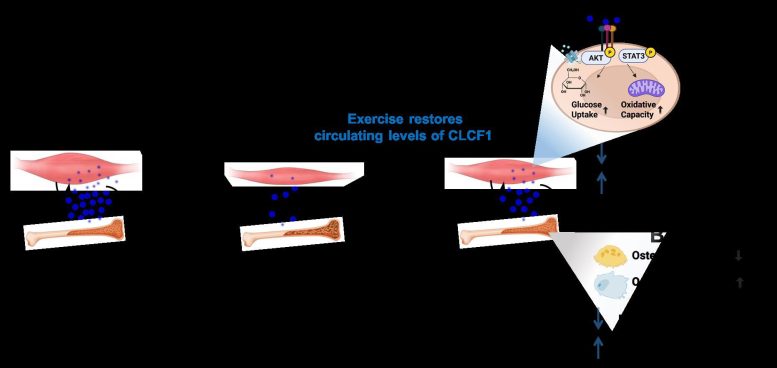 Diagram of Exercise Induced CLCF1 Reversing Muscle and Bone Loss