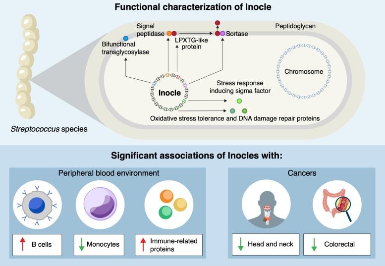 Para ilmuwan menemukan DNA besar "inocles" yang hidup di mulut manusia 1 Diagram fungsi inocle dan asosiasi manusia