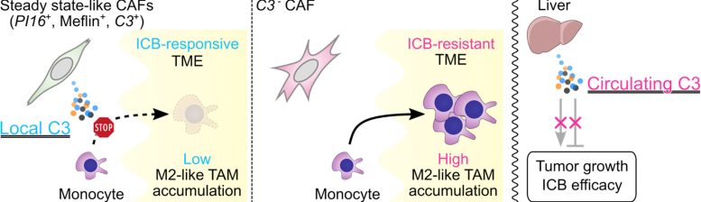 Diagram of Local C3 in Immunotherapy