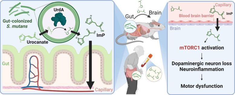 Diagram of Oral Bacteria Driven Parkinson&rsquo;s Pathway