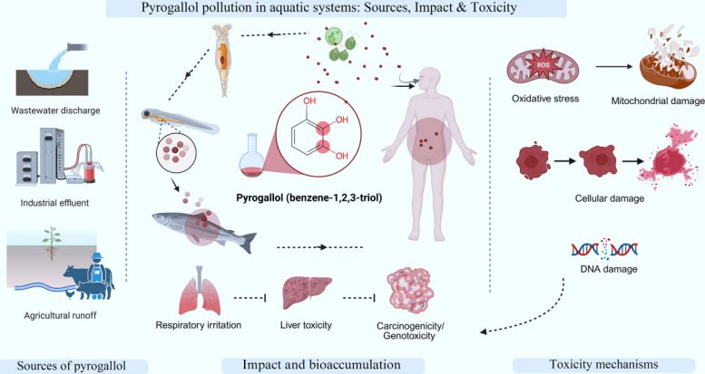 Diagram of Pyrogallol Sources and Toxicity