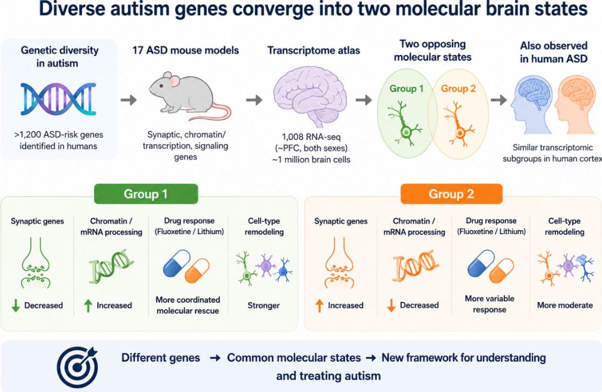 Autism Study Reveals Two Opposing Molecular Patterns in the Brain