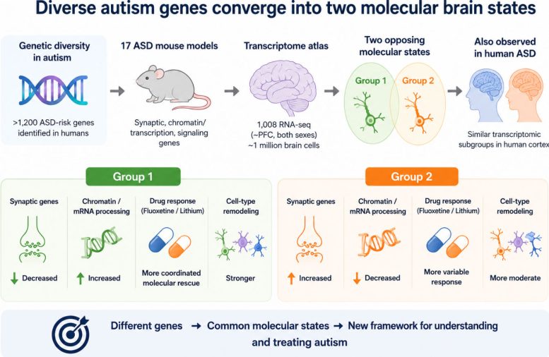 Diagram of Two Molecular Brain States in Autism
