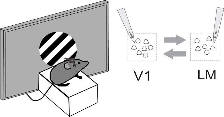 Diagram of V1 and LM Neural Circuits