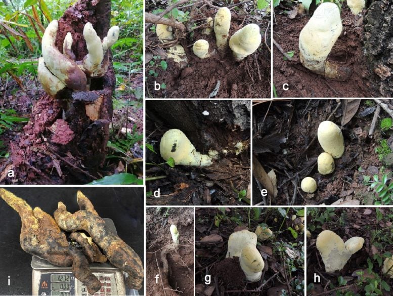 Dianjunus Rex Fungal Structures Growing on Host Roots