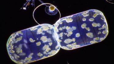 Surprise Discovery Could Rewrite the Global Carbon Cycle