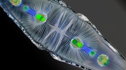 Diatom Art Concept
