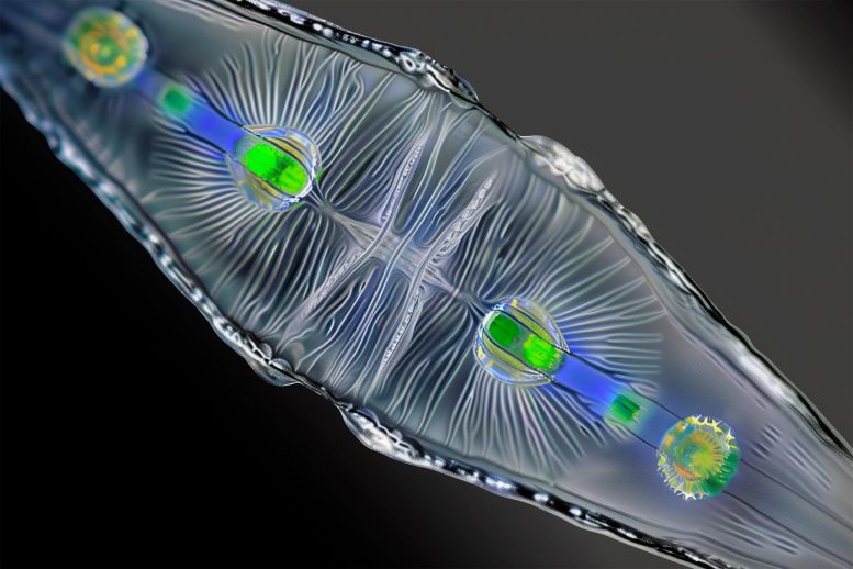 Diatom Art Concept