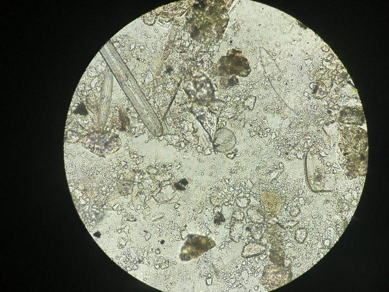 Diatoms Magnified