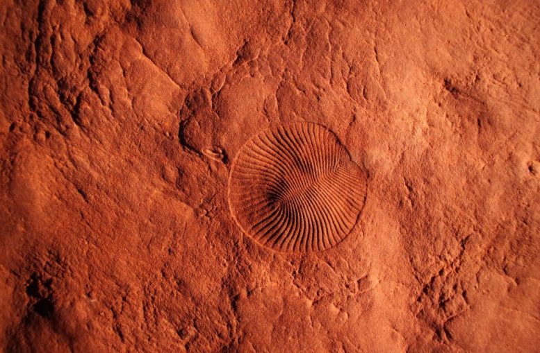 Dickinsonia and Parvancorina Fossil Imprint