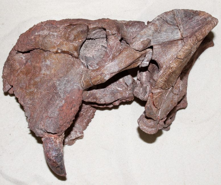 Dicynodont Fossil Skull