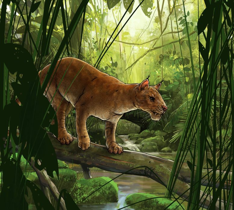 Diegoalerus in Jungle