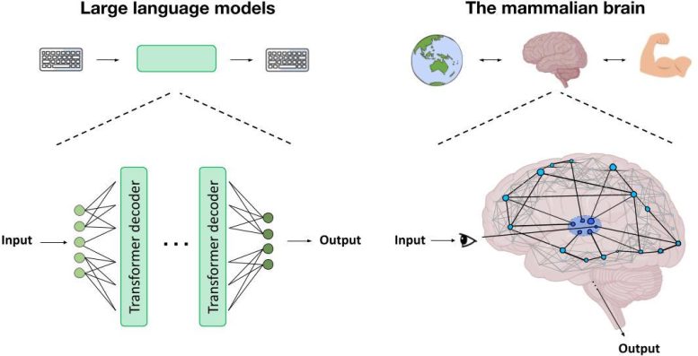 Differences Between Mammalian Brains and Large Language Models