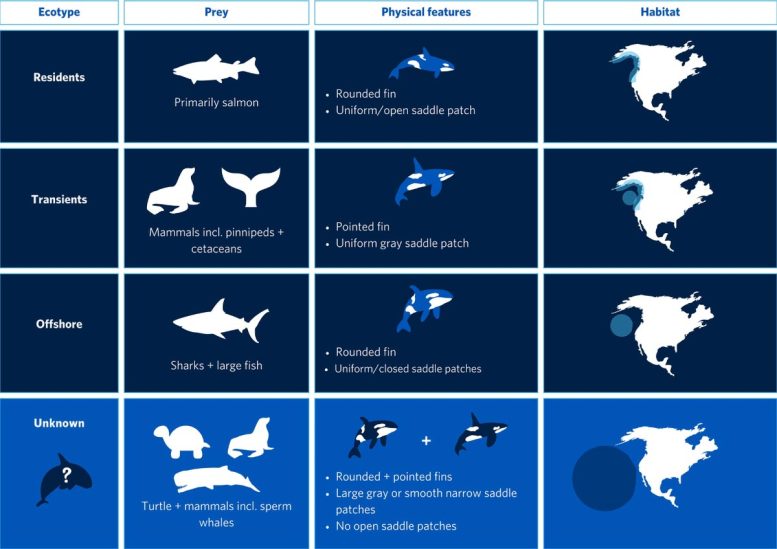 Differences Between Three Orca Ecotypes Infographic
