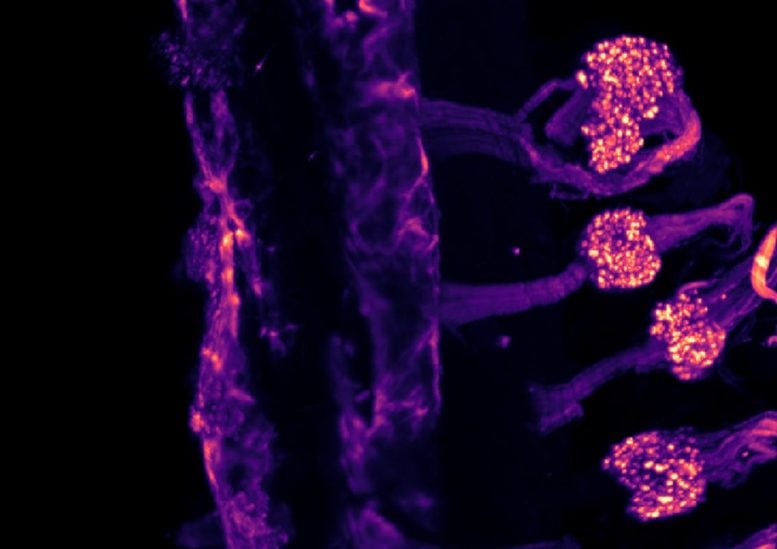 Scientists Found Two Different Cold Sensors in the Body