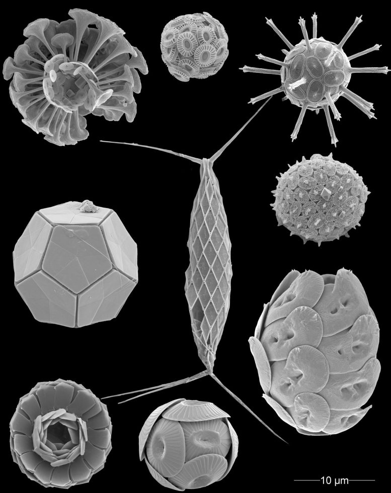 Different Coccolithophore Species Under Electron Microscope