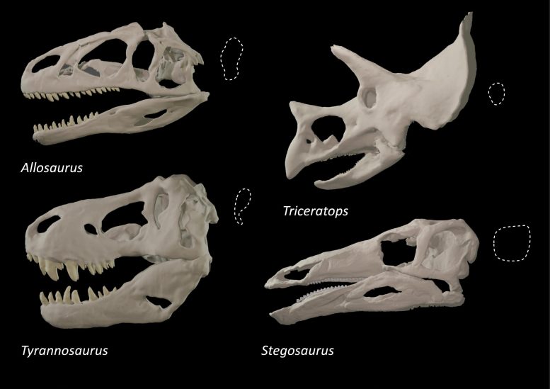 Different Dinosaur Skulls