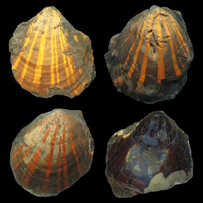 Different Fluorescent Colors in the Fossil Scallop Pleuronectites