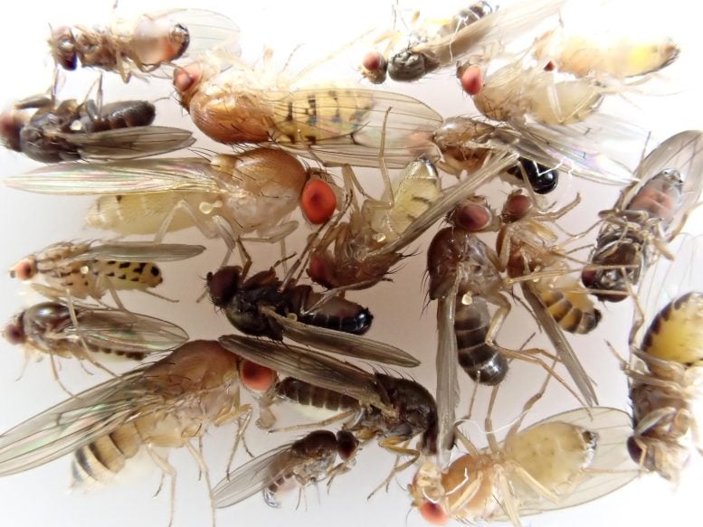 Different Fly Species Collected in the United Kingdom