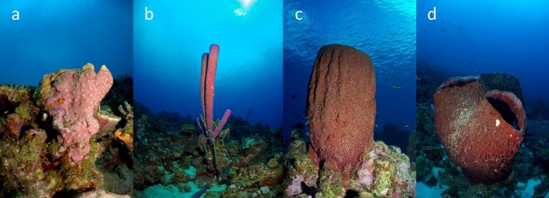 Different Types of Ocean Sponges