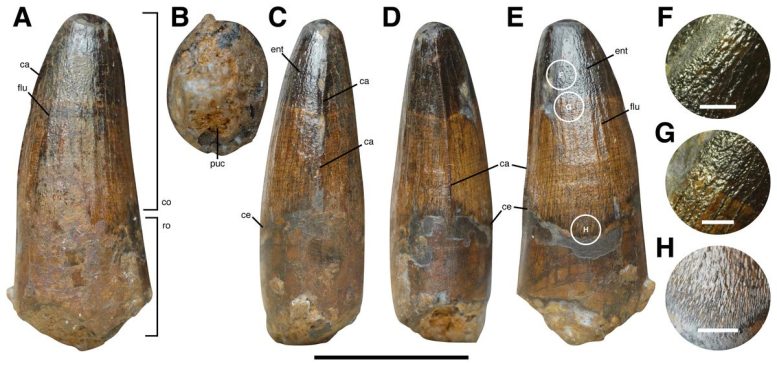 Different Views Spinosaur Tooth
