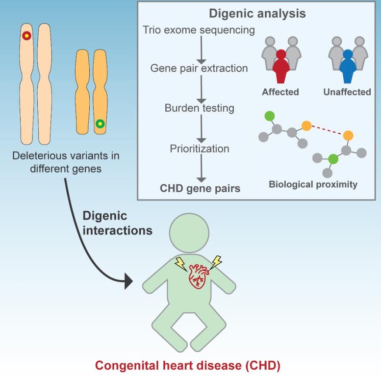 Digenic Inheritance Congenital Heart Disease Infographic
