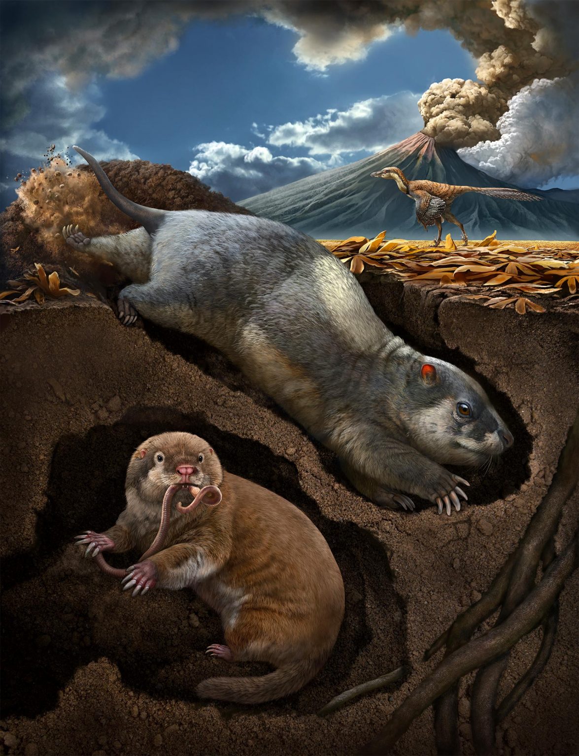 Two New Species of Ancient, Burrowing Mammal Ancestors Discovered in China
