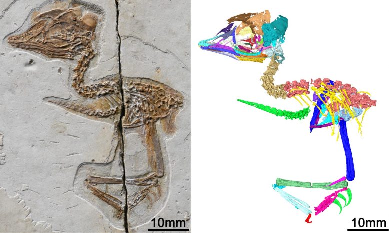 Digital Reconstruction of New Mesozoic Bird Fossil Skeleton