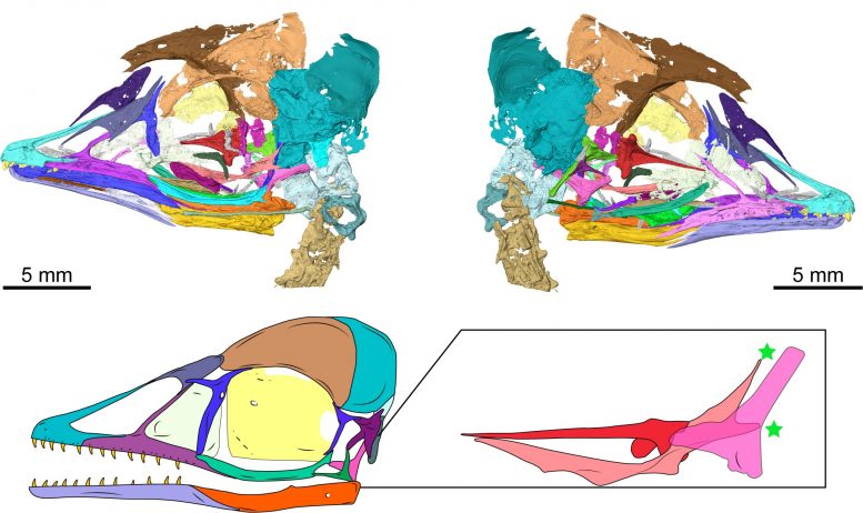 Digital Reconstruction of New Mesozoic Bird Skull