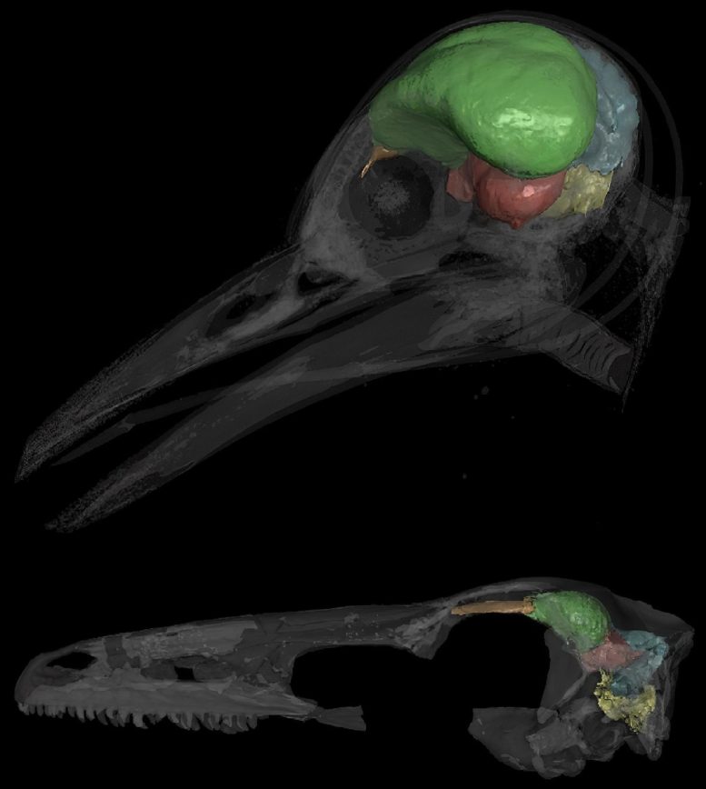 Digital Reconstructions of Endocasts of a Woodpecker and a Troodontid Dinosaur