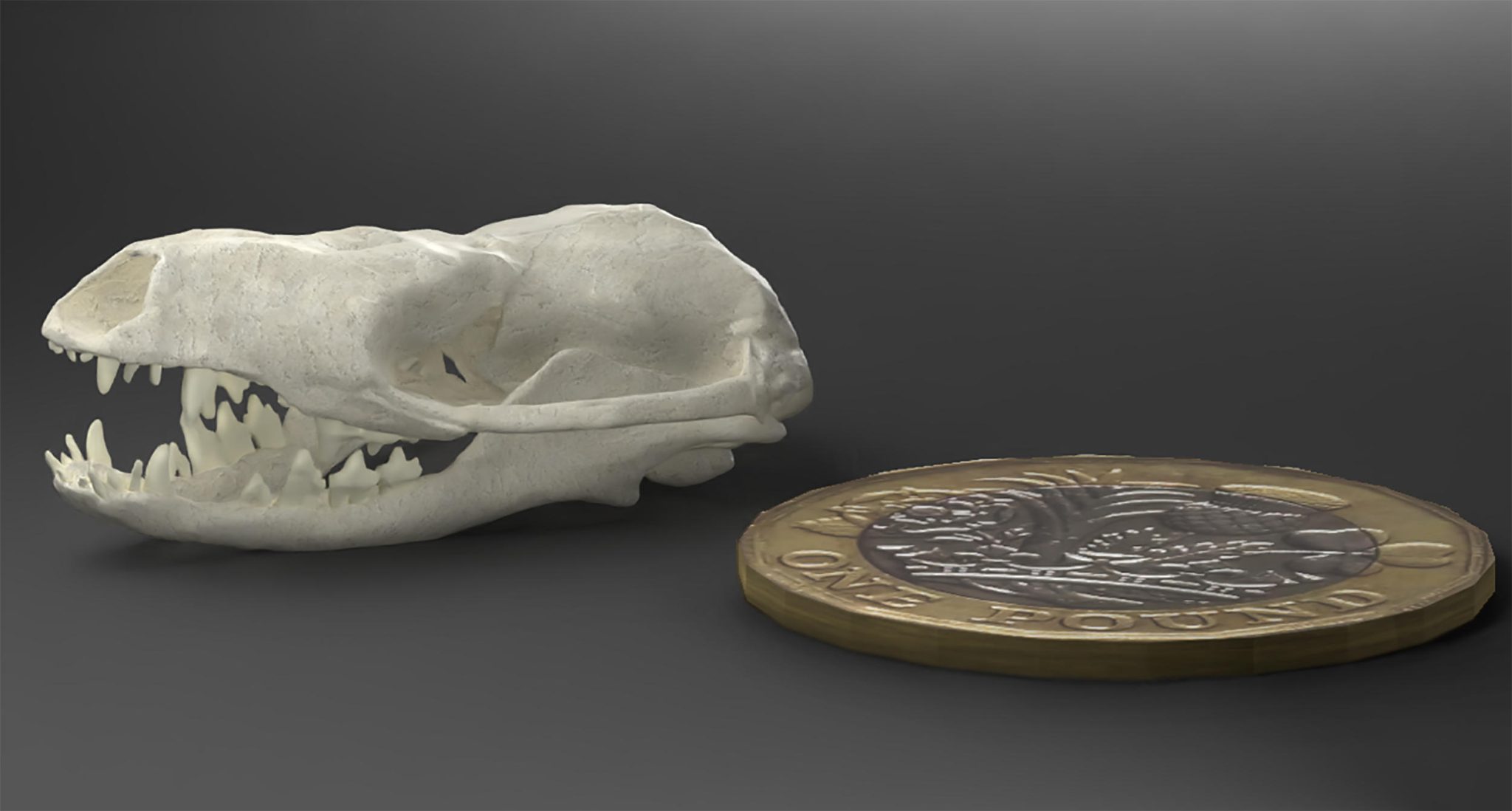 Modelo digital de cráneo – Hadrocodium wui